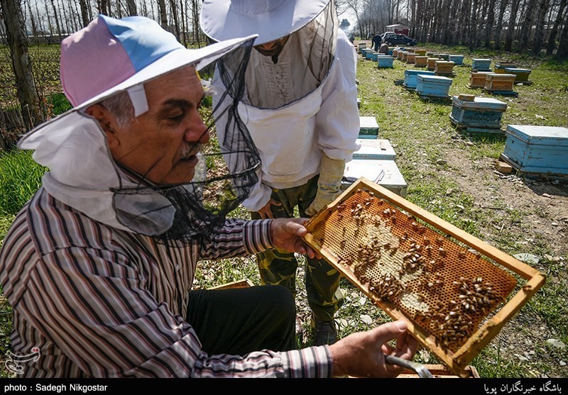 قم| دردسر تولید عسل تقلبی برای زنبورداران