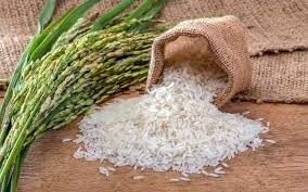 گیلان رکوردار تولید ۷۵۰ هزار تن برنج سفید