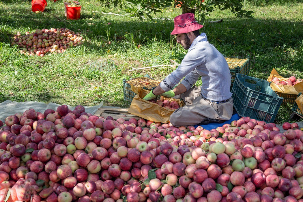 آذربایجان غربی| سهم ناچیز سیب در صادرات