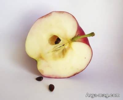 آموزش کاشت هسته سیب برای سبزه عید
