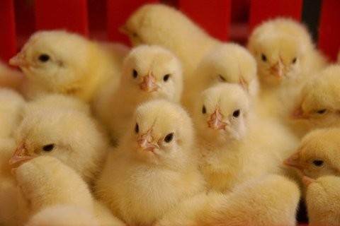افزایش نرخ جوجه یک‌روزه تأثیری بر قیمت مرغ شب عید ندارد