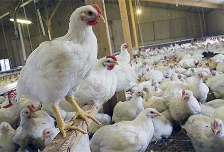 افزایش جوجه یک روزه، موجب گرانی مرغ شب عید نمی‌شود