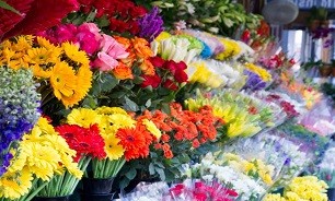 قیمت انواع گل برای روز مادر/ رز ۷۰ درصد گران شد