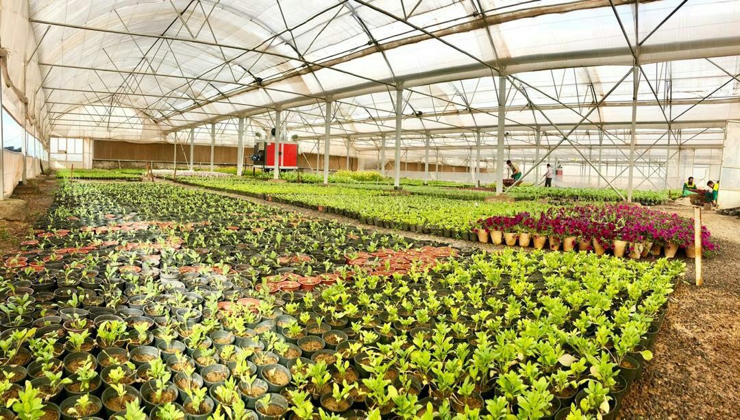 تولید بیش از ۸۷ نوع گل و گیاه در مرکز تحقیقات، آموزش و تولید گل و گیاه غدیر