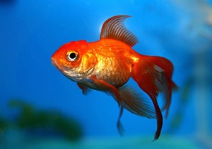 آیا ماهیان زینتی ناقل کرونا هستند؟