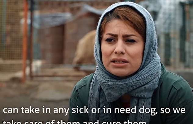 (ویدئو) زنی در بوکان که از ۶۰۰ سگ ولگرد نگهداری می‌کند