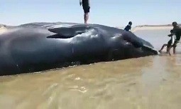 پیدا‌شدن جسد یک نهنگ در ساحلی در بوشهر