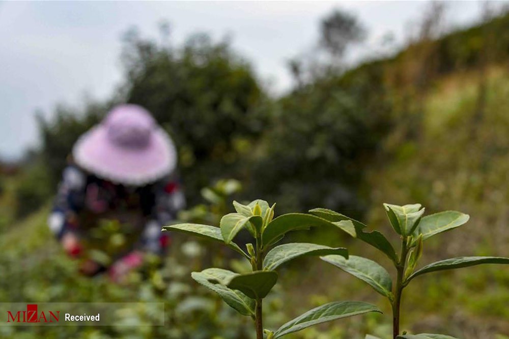 رئیس سازمان چای کشور: کرونا بر سلامت چای تأثیر ندارد
