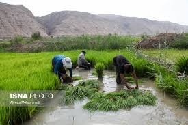 توصیه‌های بهداشتی در فصل کشت برنج جهت پیشگیری از ابتلا به کرونا