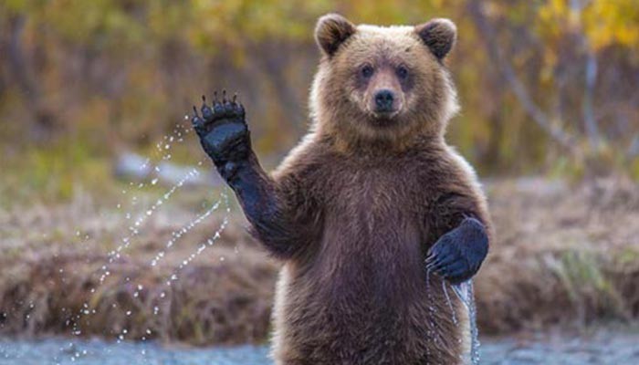 نجات خرس قهوه ای از تله شکارچیان