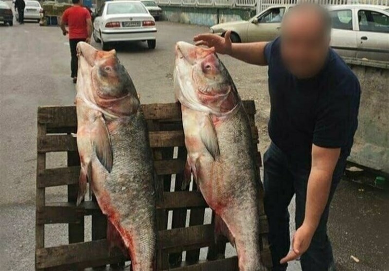 صید ماهی‌های ۴۰ کیلویی از رودخانه سفیدرود رشت تکذیب شد