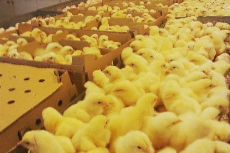 کاهش جوجه ریزی و کاهش قیمت معضلی برای مرغداران