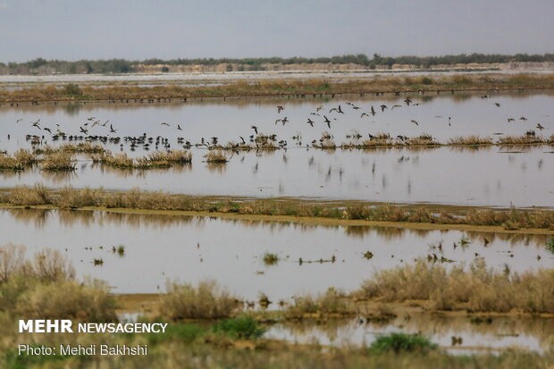 پرندگان مهاجر آبزی در تالاب یعقوب آباد افزایش یافت
