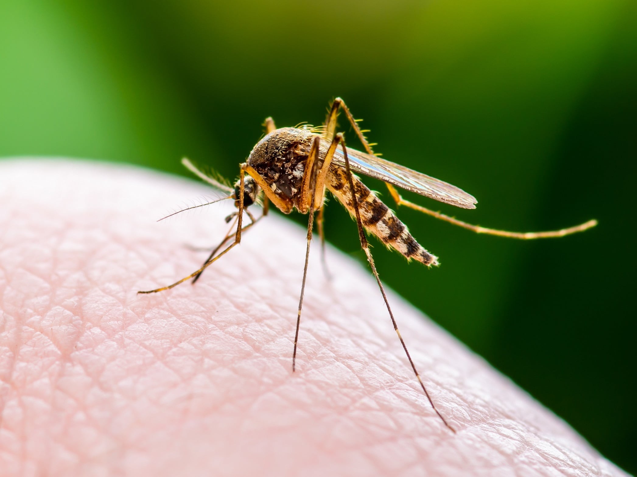 پشه‌ها عامل انتقال ویروس کرونا نیستند