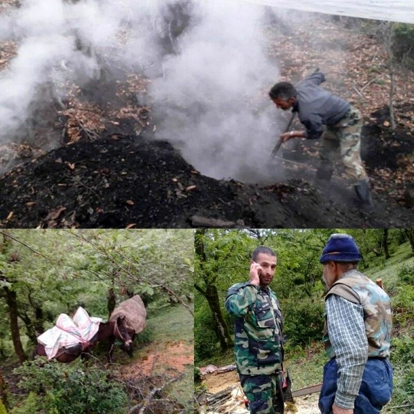 دستگیری عامل قطع ۵۰ اصله درخت جنگلی در آستارا