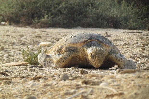 صید ترال عامل مرگ لاک‌پشت‌ها در شهرستان جاسک