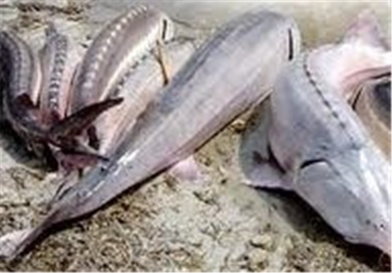 مبارزه با قاچاق ماهیان خاویاری در استان گیلان از اولویت‌ها است
