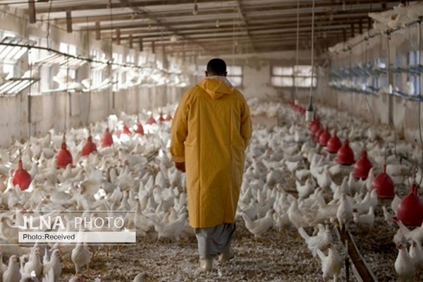 ۲۰ درصد کاهش قیمت مرغ در صورت کنترل دلالان بازار نهاده‌ها