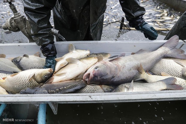 مجوز ماهیگیری در رودخانه‌های کرج و طالقان صادر نشده است