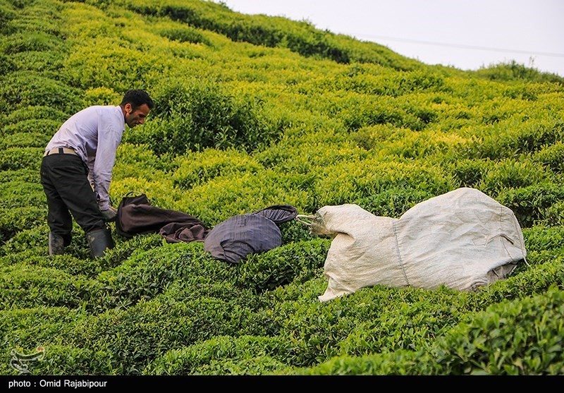 استقبال مردم از خرید چای ایرانی؛ ۶۰ درصد مطالبات چای‌کاران پرداخت شد
