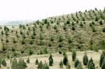 اعلام قرق ذخیره گاه‌های جنگلی در استان سمنان