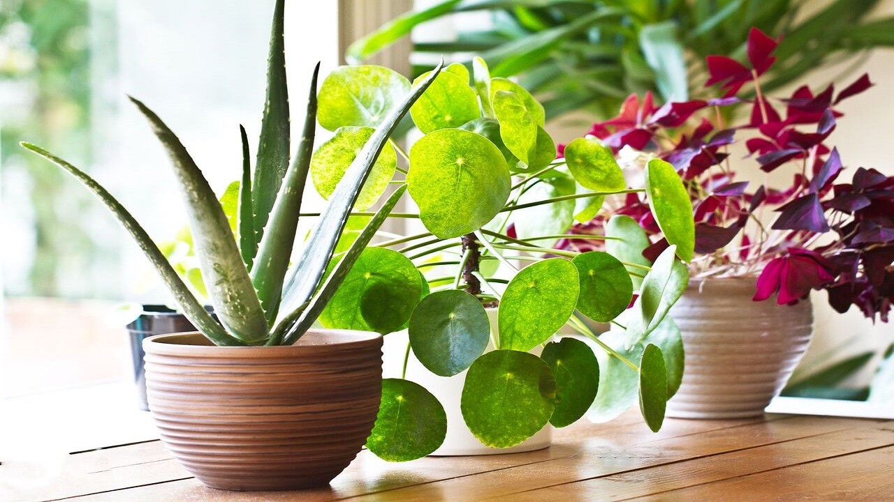 ۵ دلیل برای نگهداری گیاه در خانه