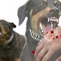 بیماری‌های قابل انتقال از سگ‌ها به انسان