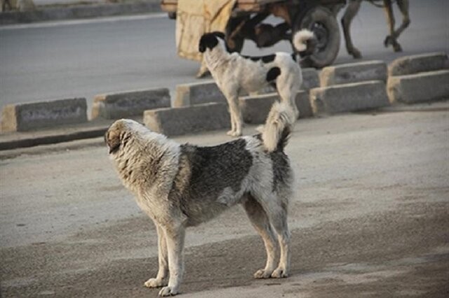 زنده گیری و جمع آوری ۱۷ قلاده سگ ولگرد در اسفراین
