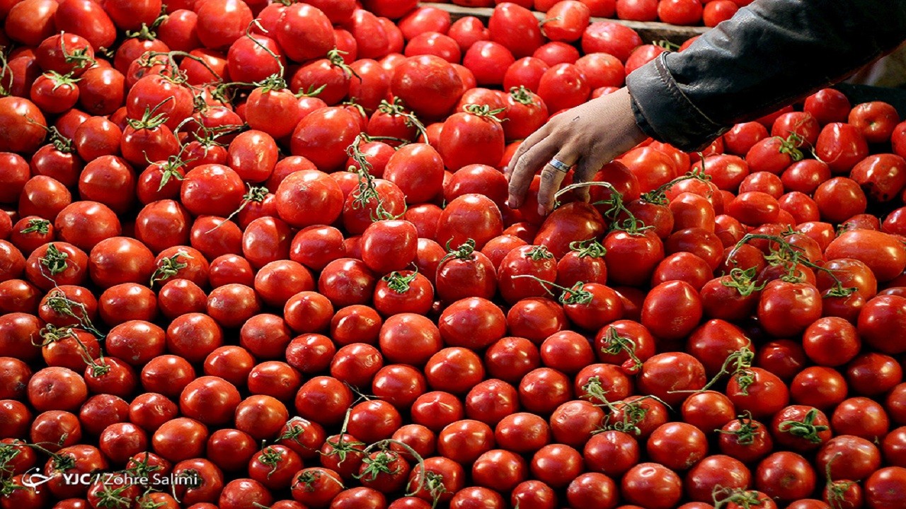 قیمت گوجه فرنگی و پیاز کاهش یافت