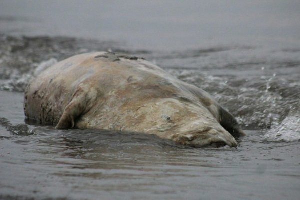 لاشه یک قلاده فک خزری در سواحل رودسر پیدا شد