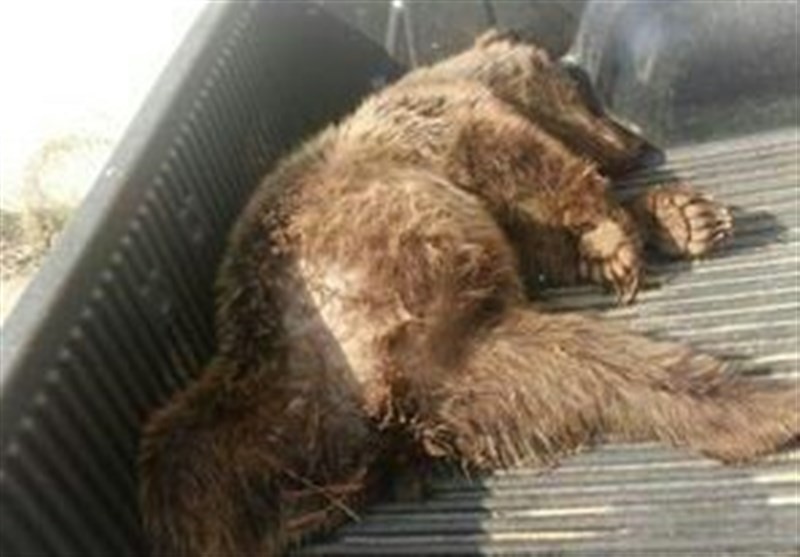 یک قلاده خرس قهوه‌ای در روستای هفت چشمه مشگین‌شهر تلف شد