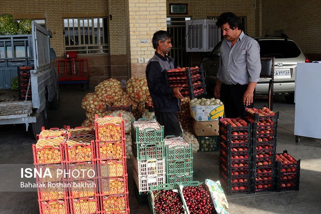 جذابیت دلار، صادرات میوه را افزایش داده است/ رونق سلف خری در باغات کشور