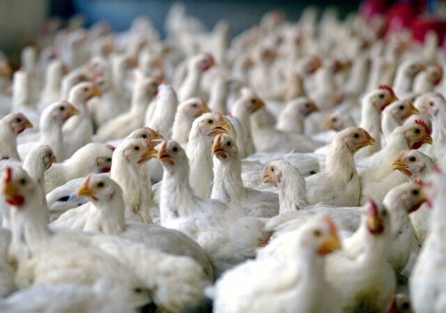 مصرف گوشت مرغ‌هایی که خودخوری کرده‌اند خطرناک است؟