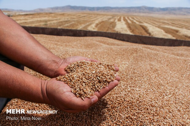 ظرفیت ذخیره گندم استان سمنان ۲۸۰ هزار تن است