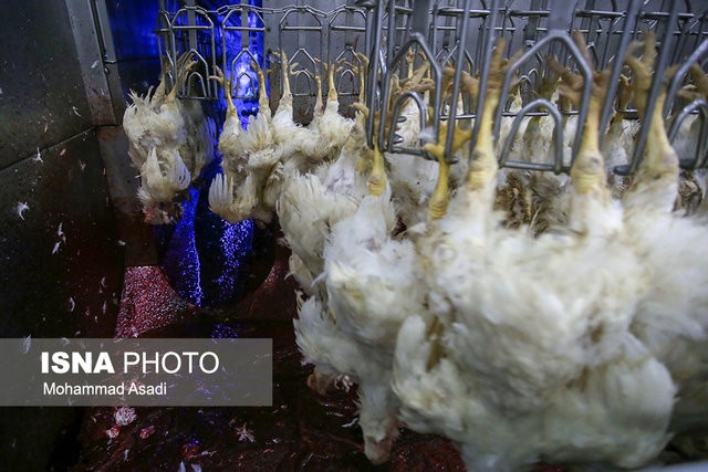 کمبود مرغ زنده، دلیل گرانی مرغ در بازار
