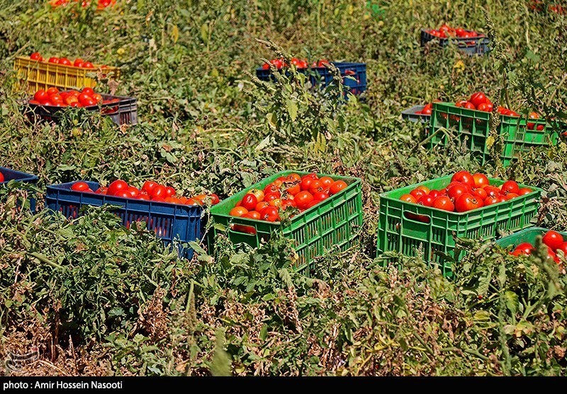 رکوردشکنی قیمت گوجه فرنگی در یزد / قیمت ‌در مراکز عرضه به ۱۰ هزار و ۴۰۰ تومان رسید
