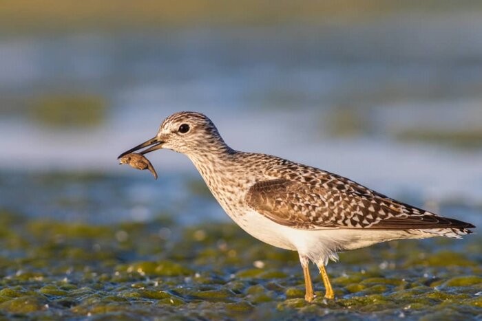 تعداد 300 گونه از پرندگان ایران در استان البرز شناسایی و ثبت شدند
