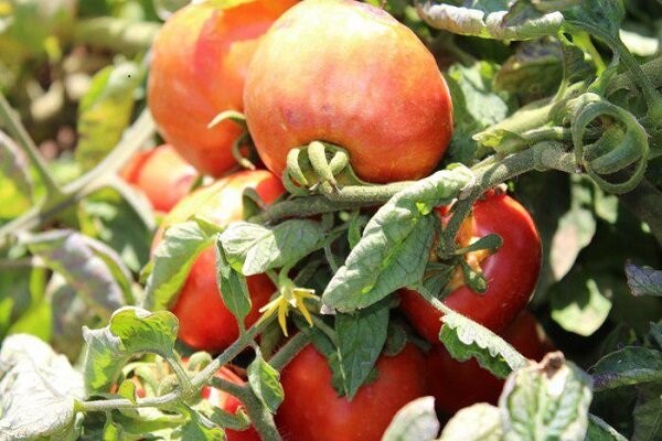 محدودیتهای صادراتی به منظور تنظیم بازار گوجه اصفهان اعمال می شود