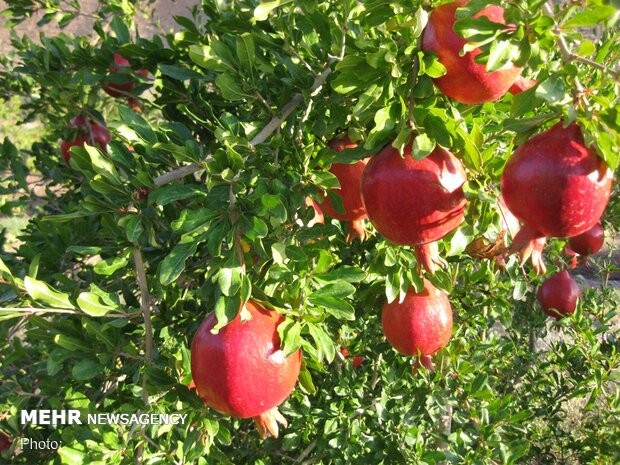 سرمازدگی عامل اصلی کاهش محصول انار در اصفهان است