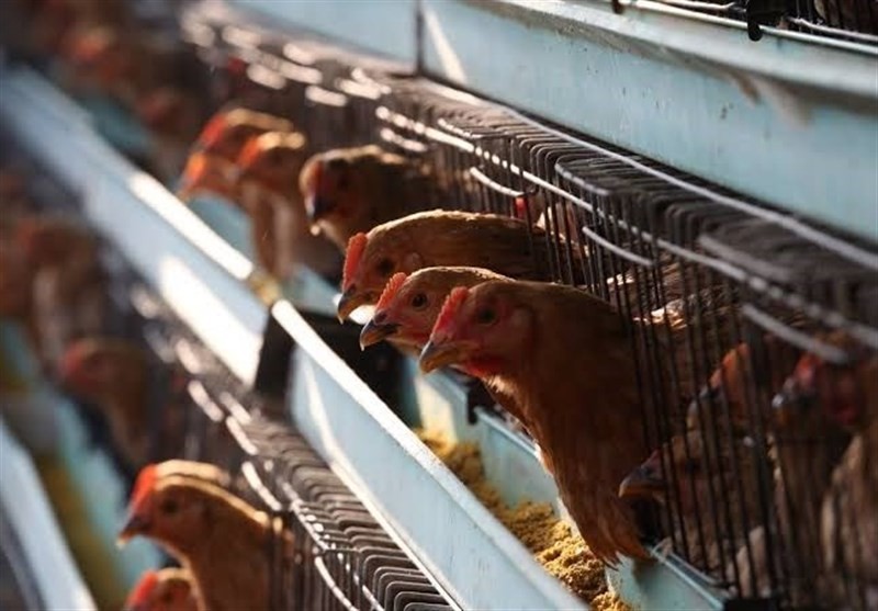 فروش غیربهداشتی مرغ‌ ‌در چابهار/ سرمایه‌گذار پروژه ساماندهی بلاتکلیف است