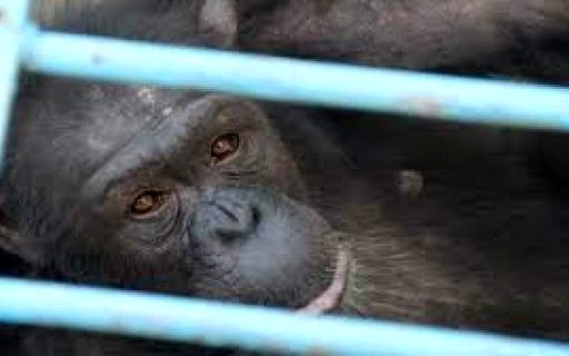 علت مرگ شامپانزه‌ ۱۸ ساله پارک ارم هنوز مشخص نشده است