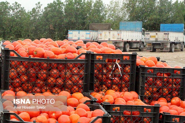 صعود قیمت گوجه در بازار اراک