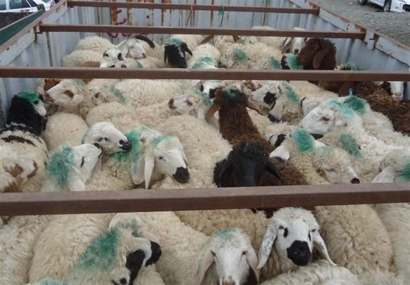 روایت از قاچاق دام زنده از مرزهای آبی‌/‌‌شیوخ عرب مشتریان پر و پا قرص گوسفندان ایرانی