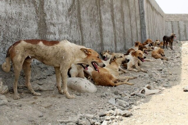 جمع‌آوری سگ‌های ولگرد در شیراز الزامی است
