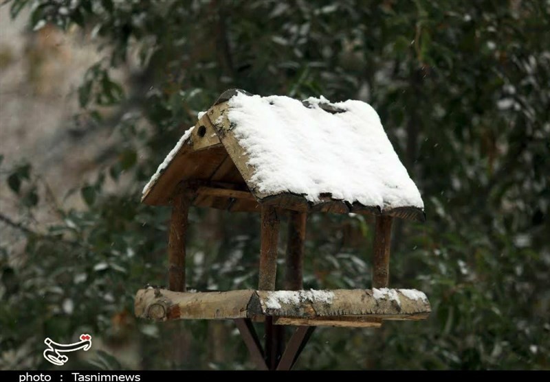 چشم پرندگان به دستان پرمهر شهروندان/جانمایی زیبای آبخوری ویژه پرندگان در مشهد