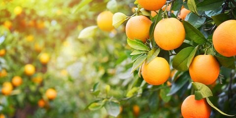 پرتقال به علت صادرات بی رویه گران شد