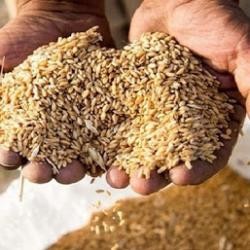 کشف 20 تن گندم احتکار شده در دامغان
