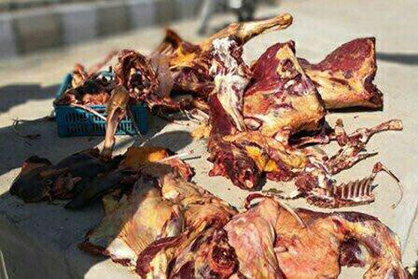 عاملان شکار و سلاخی گوشت الاغ در بندرعباس دستگیر شدند