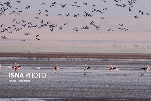 میزبانی تالابهای پلدشت از ۴۰ هزار پرنده مهاجر زمستان گذران