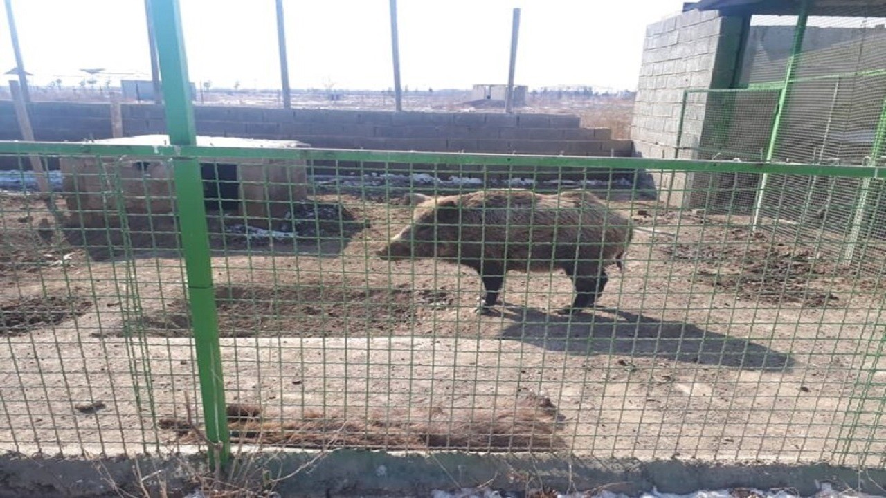 باغ وحش خصوصی ارومیه؛ زخم‌خورده از بی‌مهری‌ها
